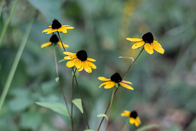 A grouping of yellow prairie flowers over a blurred background.