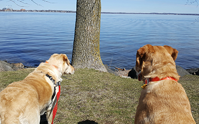 Two dogs looking over a lake