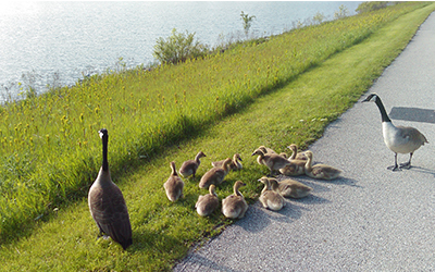 Geese and goslings near a lake