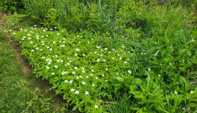 Canada Anemone in bloom