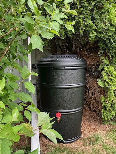 Rain barrel surrounded by greenery