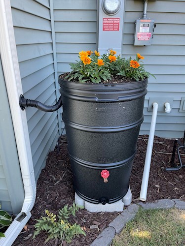 Rain barrel with orange flowers planted in lid