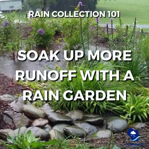 Tuesday: Rain Collection
