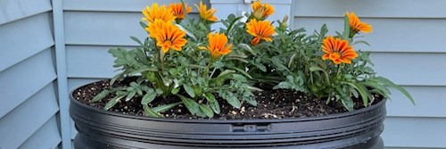 rain barrel with orange flowers